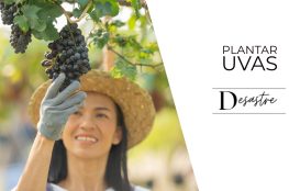 plantar uvas